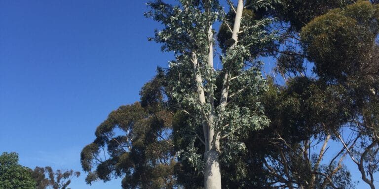 Vertical Bridge merges with Eco-Site